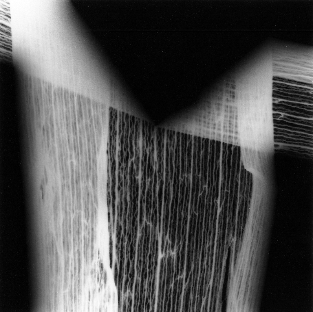 Tulip Leaves, No. 3